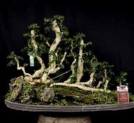 Bonsai Serut Terbaik