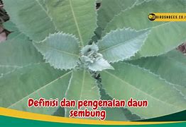 Daun Sembung Manfaat